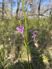 Arthropodium