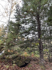 Picea mariana