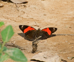 Adelpha lycorias