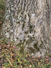 Lepraria finkii