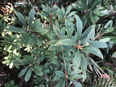 Rhododendron serrulatum