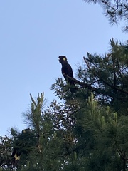 Zanda funerea funerea