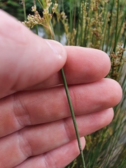 Juncus usitatus