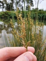 Juncus usitatus