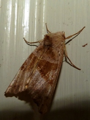 Phlogophora periculosa