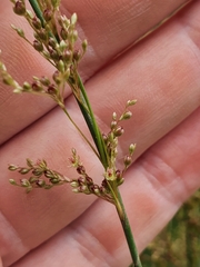 Juncus usitatus