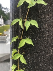 Dolichandra unguis-cati