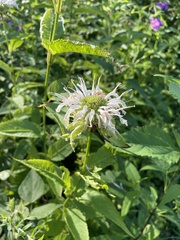 Monarda