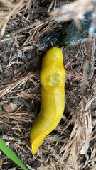 Ariolimax dolichophallus