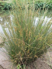 Juncus usitatus