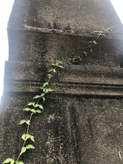 Dolichandra unguis-cati