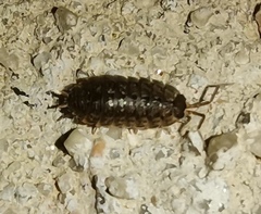 Porcellio spinicornis