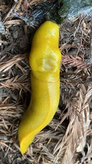 Ariolimax dolichophallus