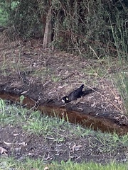 Zanda funerea funerea