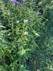 Monarda
