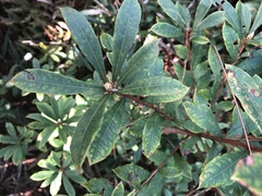 Rhododendron serrulatum