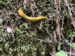 Ariolimax dolichophallus