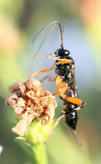 Pimpla