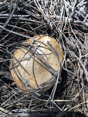 Suillus occidentalis