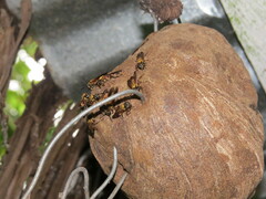 Polybia chrysothorax