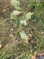Golovinomyces cichoracearum