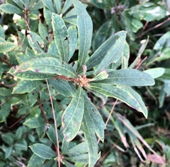 Rhododendron serrulatum