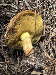 Suillus occidentalis