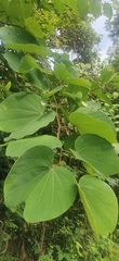 Piliostigma foveolatum (Piliostigma foveolatum)