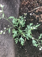 Parthenium hysterophorus