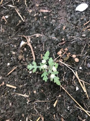 Parthenium hysterophorus