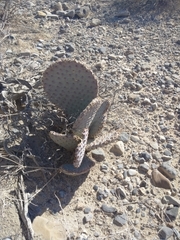 Opuntia basilaris basilaris