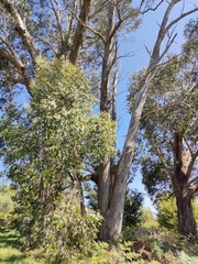Eucalypteae
