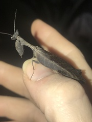 Acanthops parafalcata