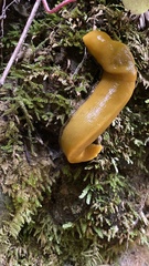Ariolimax dolichophallus