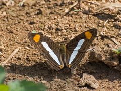 Adelpha