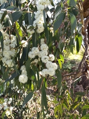 Eucalypteae