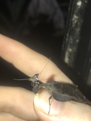 Acanthops parafalcata