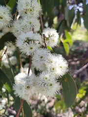 Eucalypteae