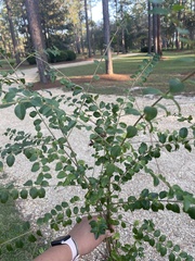 Ligustrum sinense