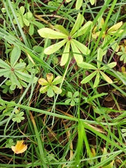 Oxalis hernandesii
