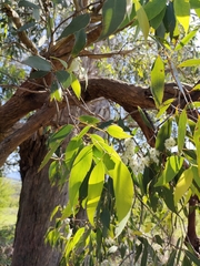 Eucalypteae
