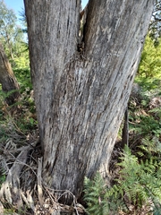 Eucalypteae