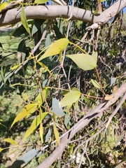 Eucalypteae