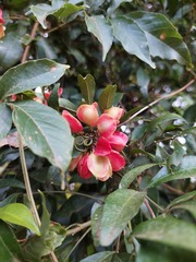 Paullinia pinnata