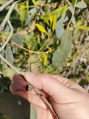 Eucalypteae