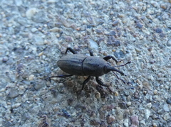 Sphenophorus parvulus