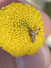 Austrotephritis poenia