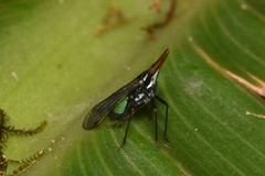 Dictyopharinae