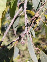 Eucalypteae