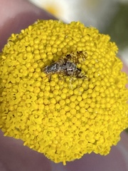 Austrotephritis poenia